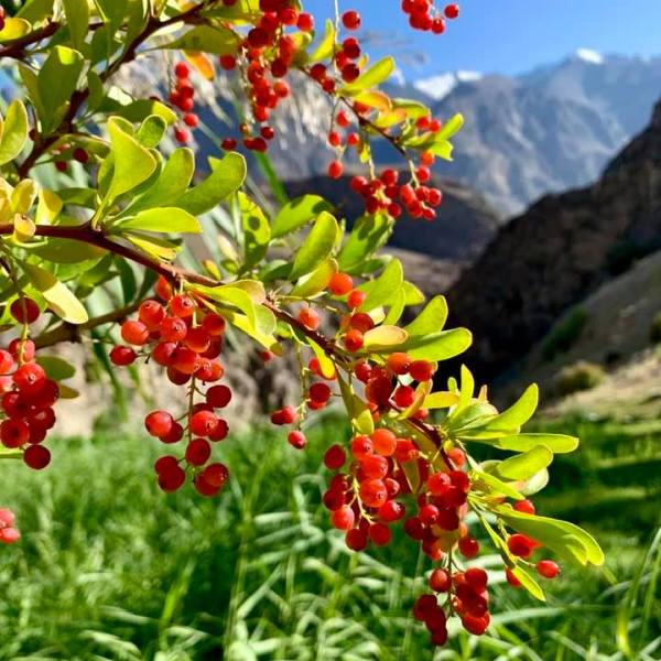 Алма-Ата в центре «женской» афганской политики
