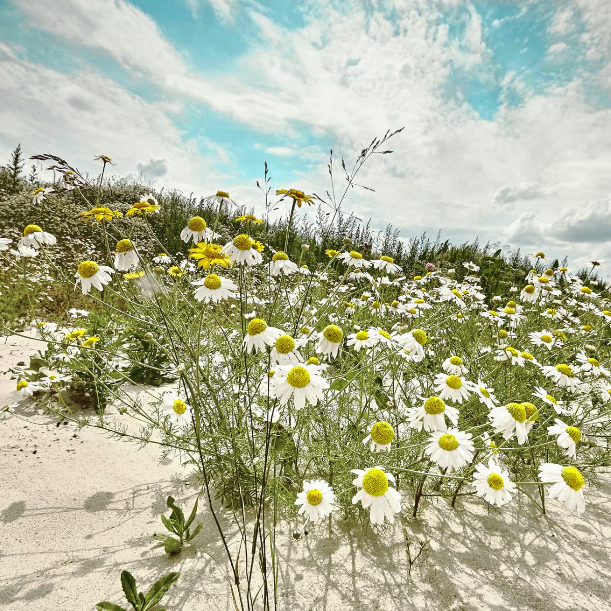 УЗБЕКИСТАН: пыль в глаза