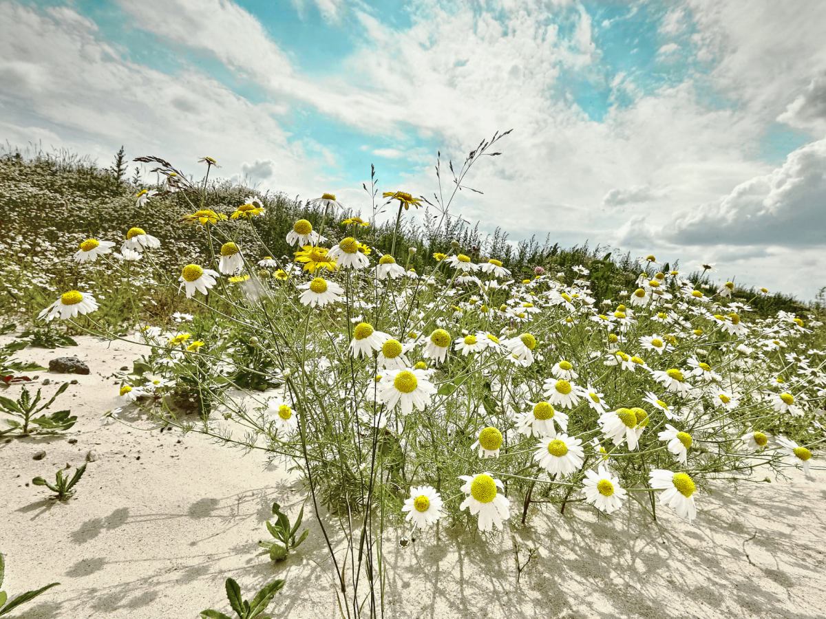 УЗБЕКИСТАН: пыль в глаза