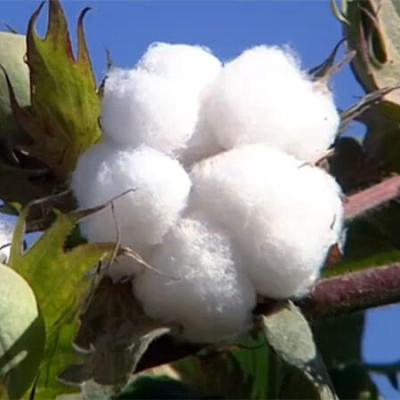 УЗБЕКСКИЙ ХЛОПОК: почти рабство?