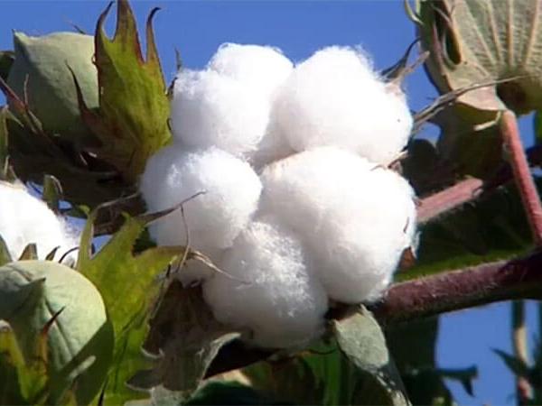 УЗБЕКСКИЙ ХЛОПОК: почти рабство?