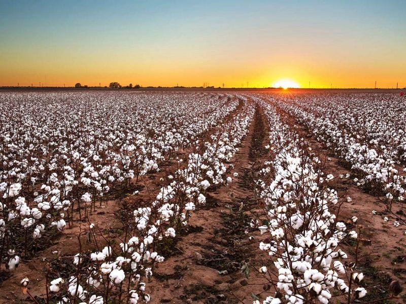 УЗБЕКИСТАН: землю – крестьянам!