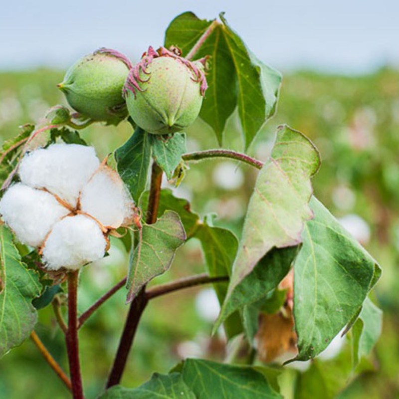 УЗБЕКИСТАН: хлопок есть, счастья нет