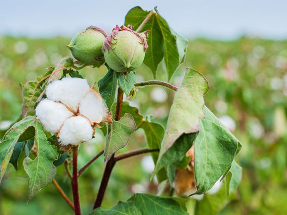 УЗБЕКИСТАН: хлопок есть, счастья нет